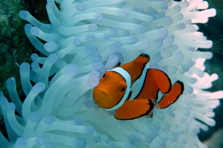 Seastar Luxury Outer Great Barrier Reef Island and Reef Tour from Cairns - Accommodation Cairns